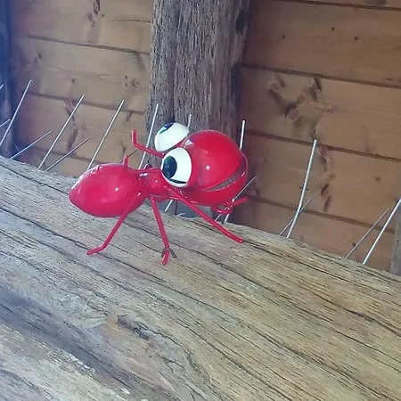 Pasiega Unica Selaya