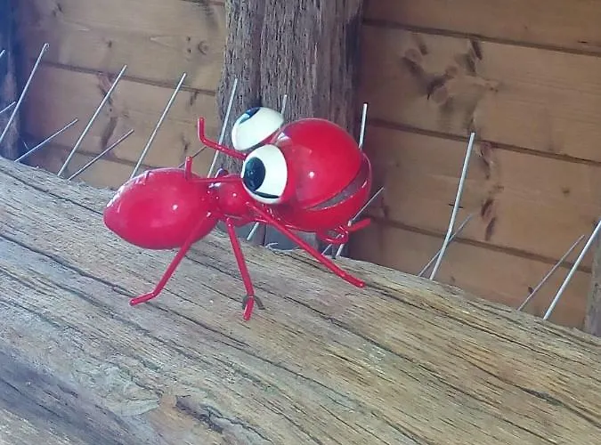 Pasiega Unica Selaya